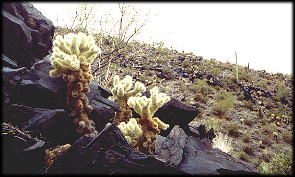 Black metamorphic schist of Precambrian age is home to these Teddy Bear Cholla on Black Mountain, north of Scottsdale, Arizona.