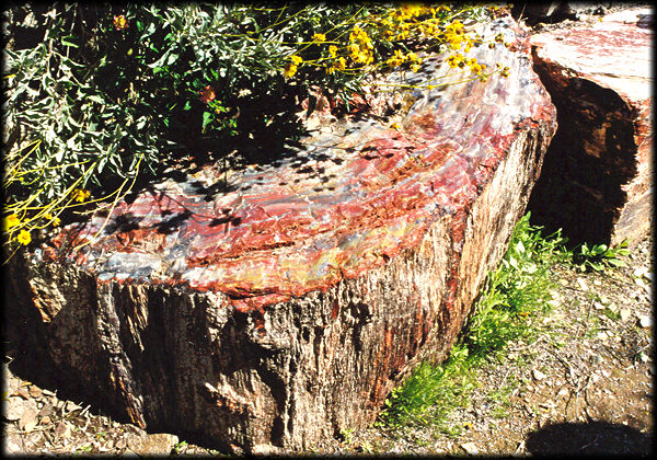 Petrified wood in Gus Brethauer's Museum and Rock Garden near Lookout Mountain, in Phoenix, Arizona.