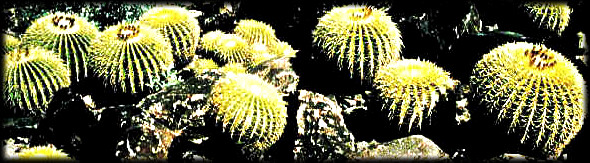 Golden Barrel Cacti on Basalt boulders in the Valley of the Sun.