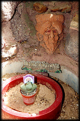 Even plants that look like stones get their special place at the Somewhere Over the Rainbow Museum and Rock Garden, in Phoenix, Arizona.
